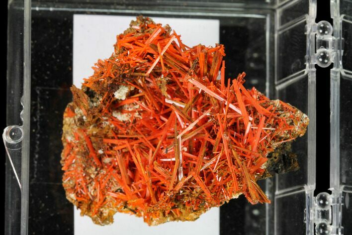 Bright Orange Crocoite Crystal Cluster - Tasmania #148509